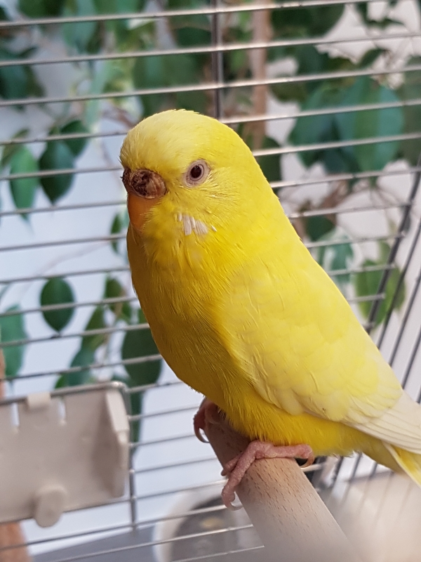 Solaris