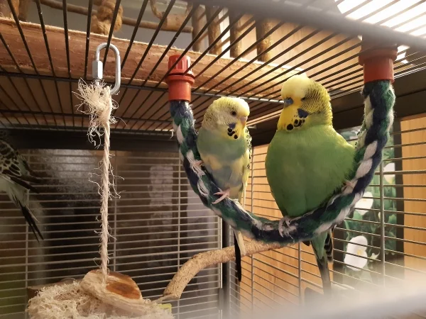Wellensittich-Bild: Harley (links) und Hieronymus (rechts), die besten Kumpels, streiten sich NOCH nicht um einen Sitzplatz.