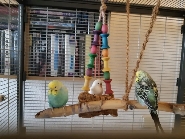 Wellensittich-Bild: Rainbow, Odette und Septima