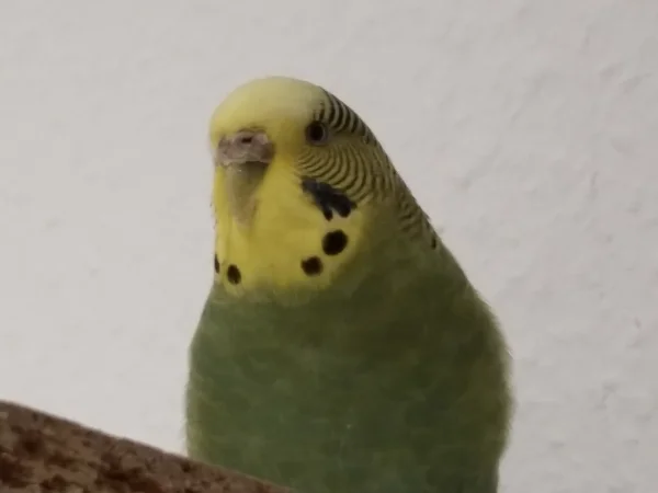 Wellensittich-Bild: Chibi vor etwa zwei Jahren. Jetzt ein bisschen runder, aber immer noch munter.
