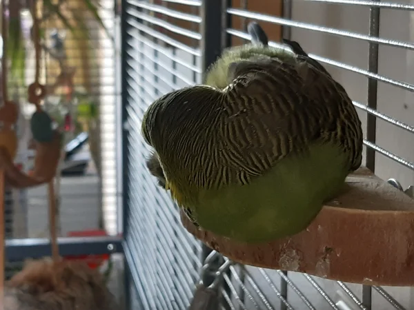 Wellensittich-Bild: Chibi hat ein Sitzbrettchen zum Sofa für die Siesta erklärt.