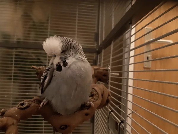 Wellensittich-Bild: Das ist mein Thron. Bin ich nicht schön!? Quietsch!