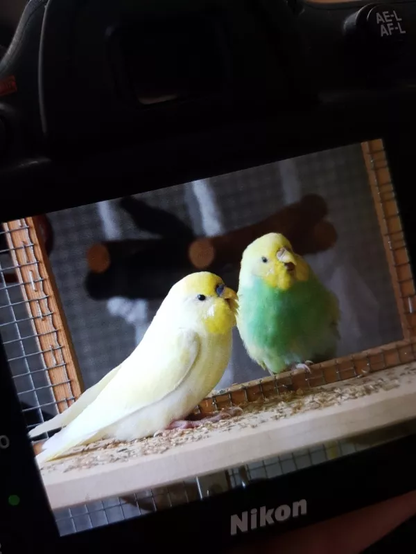 Wellensittich-Bild: Kofu und Kiara gähnen gleichzeitig, ist ja auch ansteckend bei Wellis