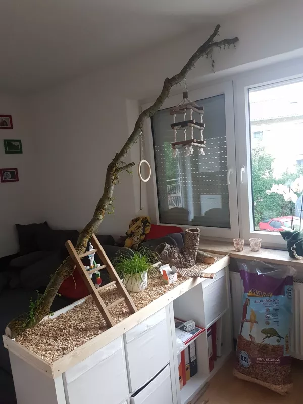 Wellensittich-Bild: Mein Außenspielplatz für die kleinen :)
