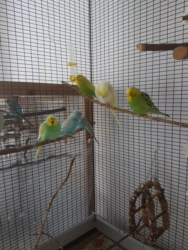 Wellensittich-Bild: Kiara muss erstmal vor Freude schreien, sooo viele Wellis da! Kiara Kofu und die 4 Neuzugänge Elsa, Olaf Pascal und Belle