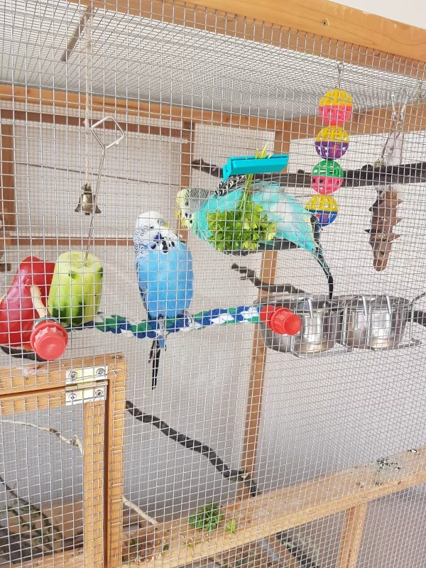 Wellensittich-Bild: Guido würde auch gerne mal probieren, aber Fluffy verteidigt ihre heilige Petersilie :)