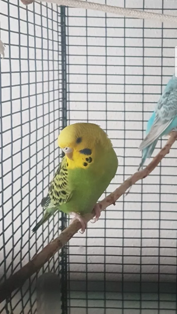 Wellensittich-Bild: Das ist meine süße Belle. Die Schöne und das Biest in einem Welli ;)