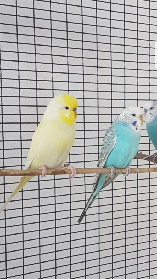 Elsa