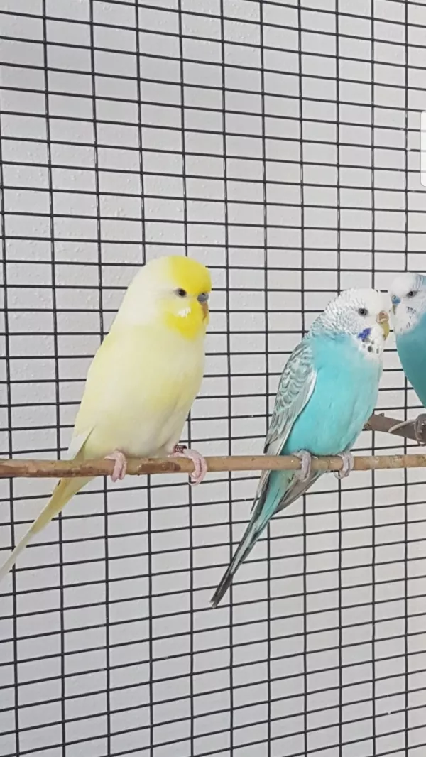 Wellensittich-Bild: Colourblocking bei den Wellis ;)