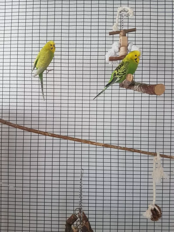 Wellensittich-Bild: Links sitzt Pascal rechts Belle! :)