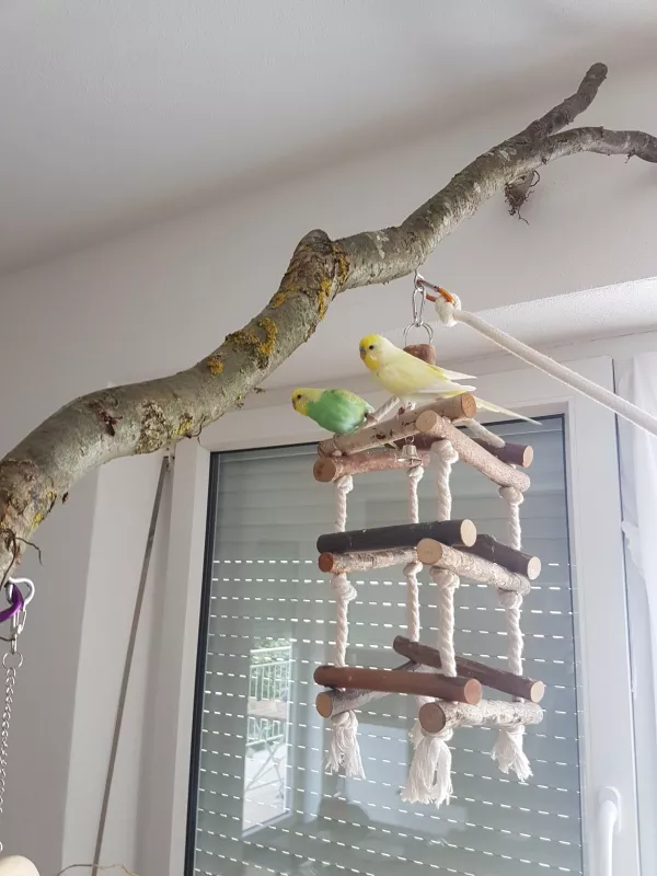 Wellensittich-Bild: mein Wellioutdoorbereich wurde wenigstens von 2 der 4 Wellis schon schön akzeptiert :)