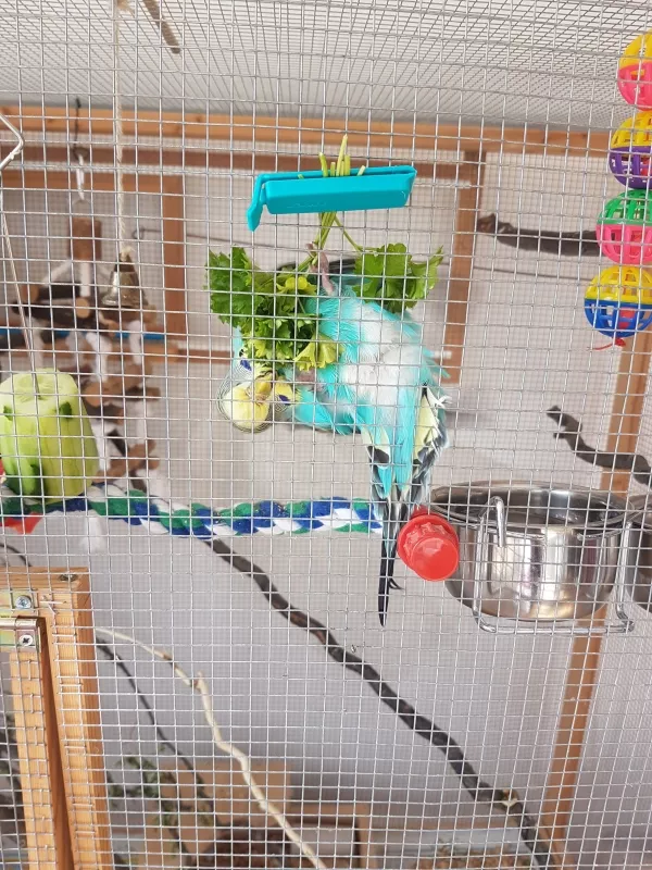 Wellensittich-Bild: Fluffy macht gerne Yogastunden in der halbnassen Petersilie :)
