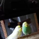 2 Schlafmützchen