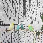 4 von 8 Schnuckis