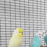 Kofu,Elsa und Olaf