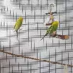 Pascal und Belle