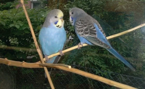 Wellensittich-Bild: Bilddatum: 12.07.2001
Mäxi und Pete im Kinderzimmer auf dem Obst-Ast