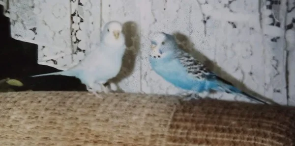 Wellensittich-Bild: Fritzchen (mein 1. Welli) und Toni (Welli von Omi)