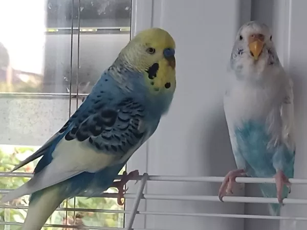 Wellensittich-Bild: Lilly (links) und Cleo (rechts) am 15.08.2024
Chillen vorm Fenster.