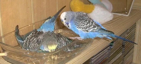 Wellensittich-Bild: Bilddatum: 09.01.2002
Mäxi und Pete beim Baden in meinem Kinderzimmer