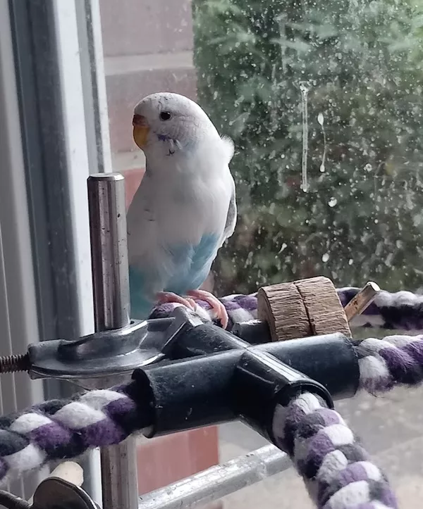 Wellensittich-Bild: Cleo am 13.08.2024 direkt vorm Terassenfenster (müsste mal wieder geputzt werden. :)