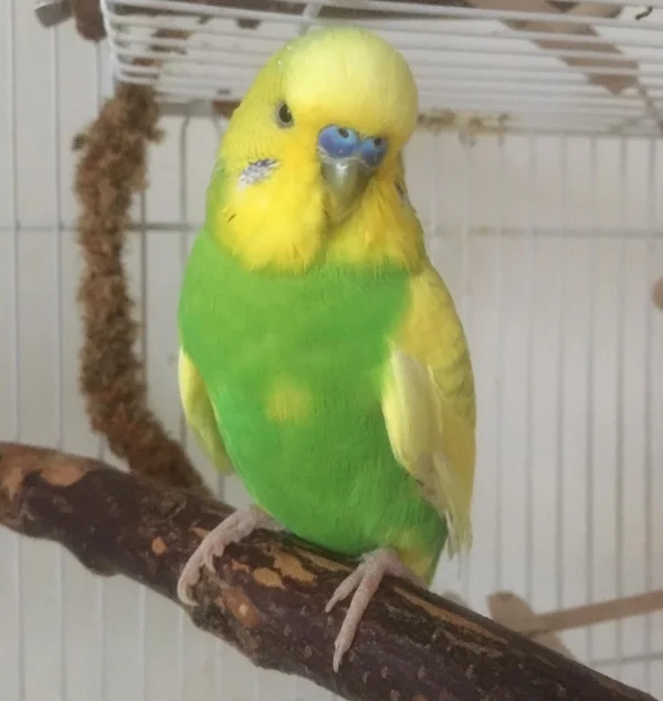 Wellensittich-Bild: Benny aus dem Jahr 2018 - mein 1. Bild vom ihm