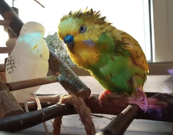 Wellensittich-Bild: Aufnahmedatum: 23.12.2019
Benny mochte seine anderen Welli-Freunde leider nicht so.. Er war eher auf mich fixiert und bekam deshalb einen Plastik-Vogel-Ersatz.