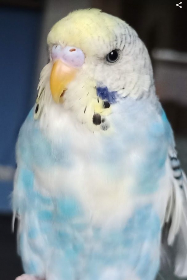 PHPSESSID