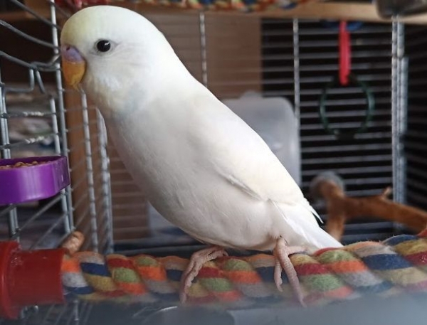 Leo