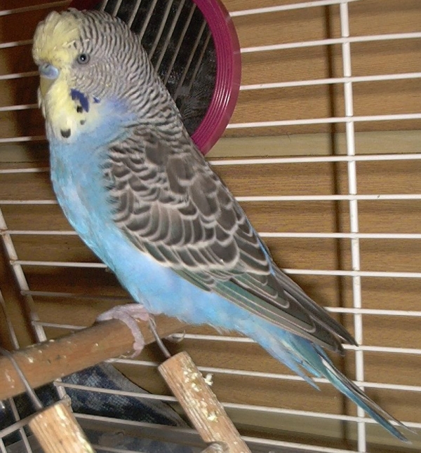 Pete
