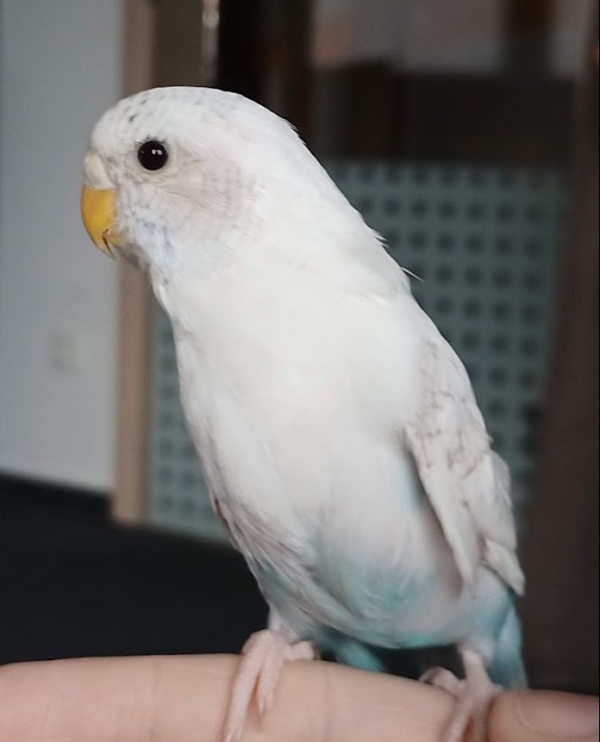 Cleo
