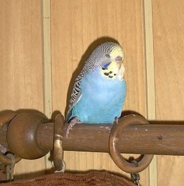 Wellensittich-Bild: Bilddatum: 11.07.2001
Pete beim Schlummern auf der Gardinenstange