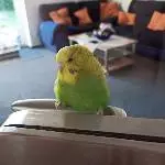 Ceddy