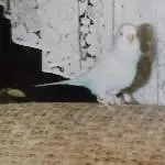 Fritzchen und Toni im Jahr 1994