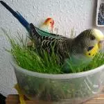Joey und Steve im Jahr 2013