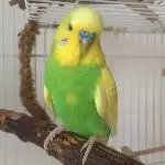 Erstes Bild von Benny 2018