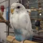 Cleo nach 70 Tagen bei uns