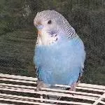 Steve aus 2011