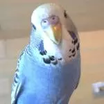 Mäxi auf meinem Finger