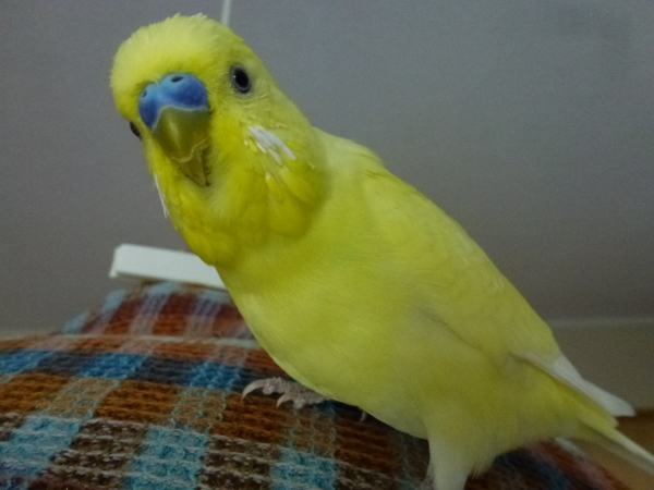 PHPSESSID