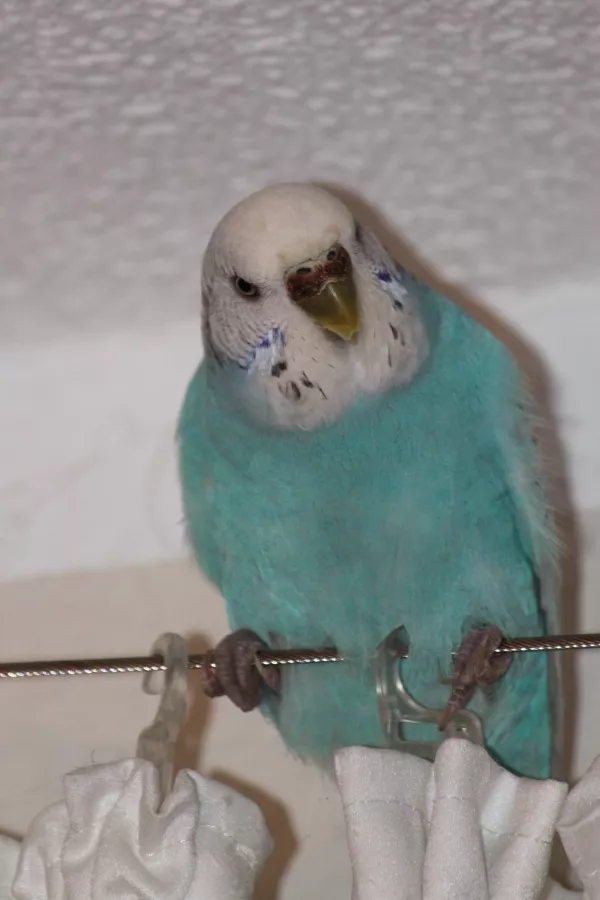 Wellensittich-Bild: Lilly, die laut Züchter ca. 4 Jahre alte Welli-Dame, lebt seit einer Woche bei uns zu zweit mit Bobo, dem der Partner vor 3 Wochen verstorben ist. Lilly ist bisher das Leben im Schwarm gewöhnt, und tut sich noch recht schwer mit der Umgewöhnung auf Zweierhaltung. Und dass sie nach dem Freiflug wieder in den Käfig muss zum Fressen, hat sie auch noch nicht ganz verstanden. Ich denke, sie braucht Zeit, Geduld und liebevolle Zuwendung, und wird sich irgendwann bei uns zu Hause fühlen. 