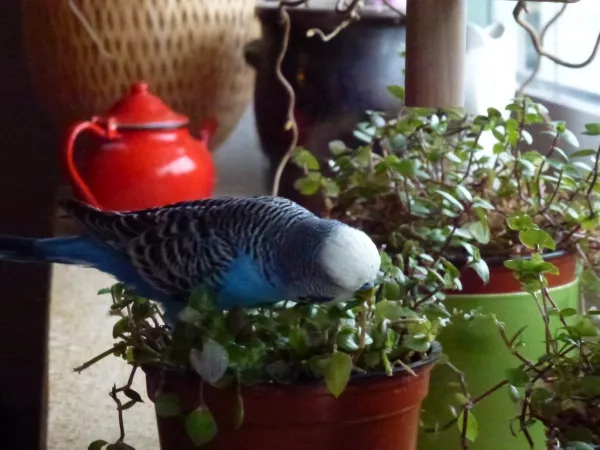 Wellensittich-Bild: Dieses Vogel-Grünfutter bleibt nicht lange eine ansehnliche Pflanze wenn sich meine Pieper erst mal damit beschäftigt haben. 