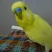 Willi