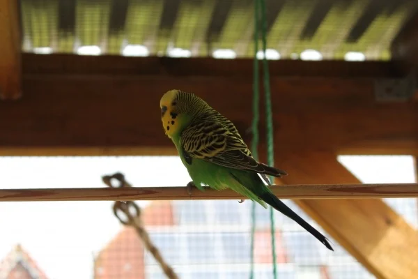 Wellensittich-Bild: Das ist Kiwi.