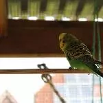 Ostfriesenbirds