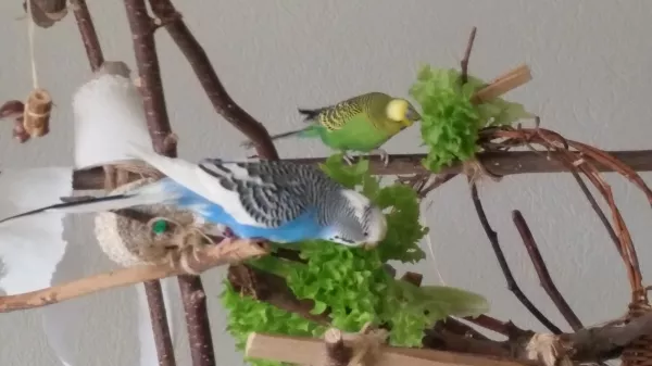 Wellensittich-Bild: Beim Frühstück