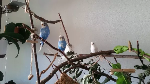 Wellensittich-Bild: Fleur, Herold und Wülchi machen einen Ausflug 