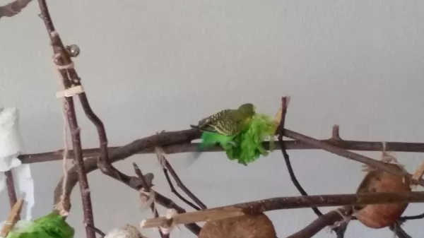 Wellensittich-Bild: Flitzer und sein Salat, so langsam findet er gefallen am Grünzeug
