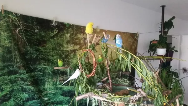 Wellensittich-Bild: Der neue Wandbehang hält die Wand prima sauber :-) 
