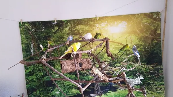 Wellensittich-Bild: Zusammen den Ausgang geniessen 